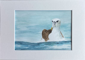 Albatross